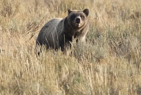 Hiker Attacked by Bear in National Park Transported to Hospital