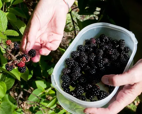 Wanted: Tasty Bakes to Put to Good Use a Abundance of House-Made Jam