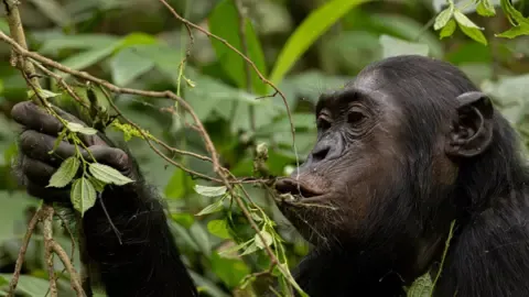Apes Ingesting a Daily Dose of One Lager Each Day from Overripe Produce, Investigation Finds