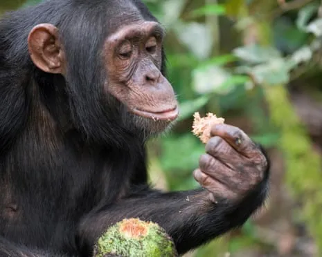 Chimpanzees Consume Daily Alcohol Equivalent to a Lager from Ripe Fruit